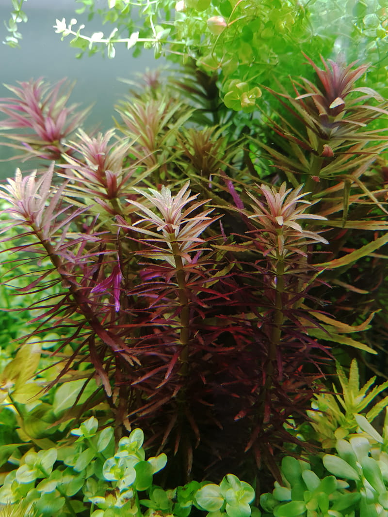 LIMNOPHILA AROMATICA KOSZYK XXL ROŚLINA DO AKWARIUM